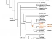 Eudicot phylogeny showing clades containing species able to form root nitrogen fixing nodules in red. An ancestor of this clade (red circle) probably developed a 