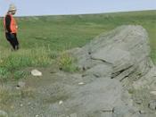English: Photograph of oil-stained sandstone near crest of Marsh Creek anticline, 1002 area.