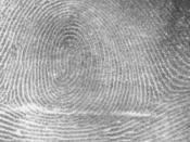 English: Picture of a whorl fingerprint pattern