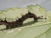 English: Captive raised Eurytela dryope larva from Athlone Park, Amanzimtoti, South Africa.