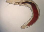 Microscopic image of a flea larva