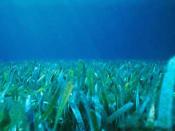 English: Floridian seagrass bed
