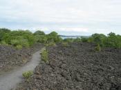 English: Lava field with path and encroaching vegetation. Note that despite appearances this is loose rock, not ploughed-up soil. See Rangitoto Island article text for details.