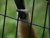 English: White-handed gibbon hand Español: Mano de Hylobates lar
