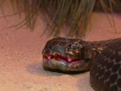English: The head and fangs of a Chappell Island Tiger snake.