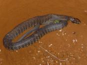 English: Tiger snake (Notechis sp.) Taken by JAW 6th April 2005 Pemberton, Western Australia
