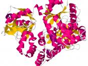 DNA Ligase structure