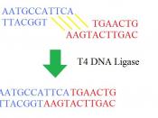 English: T4 DNA Ligase