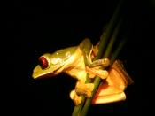 Misfit leaf frog at night when they come out. (Agalychnis saltator)