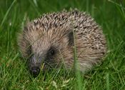European hedgehog (Erinaceus_europaeus)