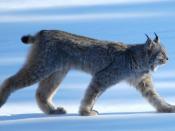 The sun was low and this lynx moved through the shadows as he approached the shore of a frozen lake in southern Yukon. They are nocturnal animals and rarely seen.