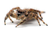 A 9 millimeter-long female jumping spider found in Newport News, Virginia. The lens setup utilized was a Nikon 50mm f/1.4D reverse mounted on a Nikon 70-300mm f/4-5.6G . 13 images of variable focus were captured and composited in CombineZM, a focus stacki