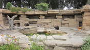 The two Grizzly bears in the Bear Country section of the San Francisco Zoo.