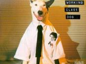 Working Class Dog