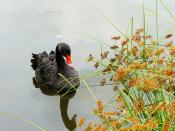 Black Swan Lake