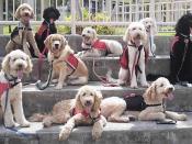 Labrdoodle Assistance Dogs