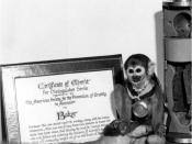 English: Squirrel Monkey Miss Baker poses with the Certificate of Merit for Distinguished Service she was awarded by the American Society for the Prevention of Cruelty to Animals (ASPCA) after her successful return to earth, the associated medal, and the 