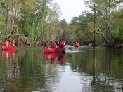 Boy Scouts canoeing on the Blackwater River, Virginia.