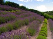 English: The Bee Area: Eden Project. This area of lavenders which has been planted to attract the bees, is south west of the humid biome, in the north eastern section of this square. The biomes cross three squares in all, with the humid biome in this one 