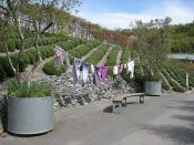 English: Lavender exhibit, Outdoor Biome, Eden Project The Outdoor Biome contains plants which grow in our climate.