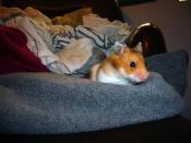 MI Hamster Allie