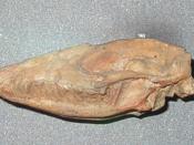 Asioryctes nemegtensis, one of the earliest placental mammals. Mesozoic mammals from the Gobi Desert. Museum of Evolution, Warsaw.