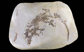 English: Palaeosinopa sp. (extinct family of semi-aquatic, placental mammals) ::Locality : Green river formation Wyoming USA ::Stage: Eocene :: Size 64 x 47 cm Français : Palaeosinopa sp. (Famille éteinte de mammifères placentaires semi-aquatiques) :: Loc