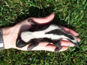 English: Baby striped skunk