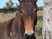 English: A mule in rural NE Oklahoma Taken by Terrill White