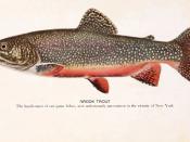 Image of a brook trout (Salvelinus fontinalis)