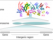 Human genome to genes