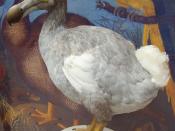 Dodo reconstruction (Raphus cucullatus) reflecting new research at Oxford University Museum of Natural History
