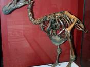 Dodo-Skeleton (Raphus cucullatus), Natural History Museum, London, England
