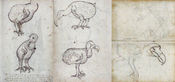 English: Compilation of some of the first depictions of dodods (Raphus cucullatus) on the island Mauritius (Indian Ocean), made during the voyage of the VOC Gelderland in 1602. Français : Dessin d'un Dodo (Raphus cucullatus) sur l'île Maurice (Océan indie