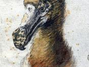 Painting of a dodo head by Cornelis Saftleven (1607-1681) from 1638, which may be one of the last illustrations made of a live dodo. It is housed at Boijmans Museum in Rotterdam.