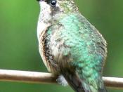 Female Ruby-throated Hummingbird, Gadsden Co. FL