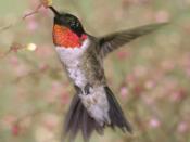 Ruby-throated hummingbird public domain USFWA