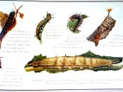 English: Chrysalids and larvae of butterflies from British Guiana