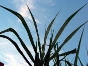 Sugar cane residue can be used as a biofuel