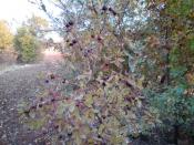 English: Oak tree in aydınpınar