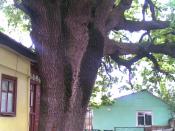 English: Oak tree