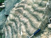 fossile Rippelmarken, Haßberge