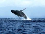 English: The Beautiful Humpback Whales off the Beaches of Maui,HI