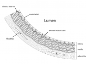 Diagram showing the location of vascular smooth muscle cells