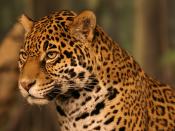 English: A portrait of a jaguar (Panthera onca) at the Milwaukee County Zoological Gardens in Milwaukee, Wisconsin.