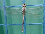 English: Australian Emporer Dragonfly (Hemianax papuensis) in Hurlstone Park, a suburb of Sydney, NSW, Australia.