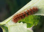 English: The caterpillar of Spilosoma canescens eating a Jap pumpkin leaf in suburban Sydney, NSW, Australia.