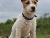 English: Puppy of Jack Russell Terrier Polski: Szczenię Jack Russell Terriera