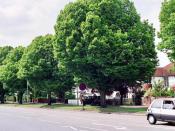 English: Oxford. Hornbeam trees in Sunderland Avenue on the northern Ring Road (A40), close to the intersection with Banbury Road at the Cutteslowe Roundabout. These trees were immortalised by Philip Pullman in his 'His Dark Materials' cycle.