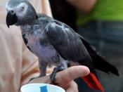 Congo African Grey Parrot showing some feather loss possibly feather plucking. Pet parrot, has ring on left leg.